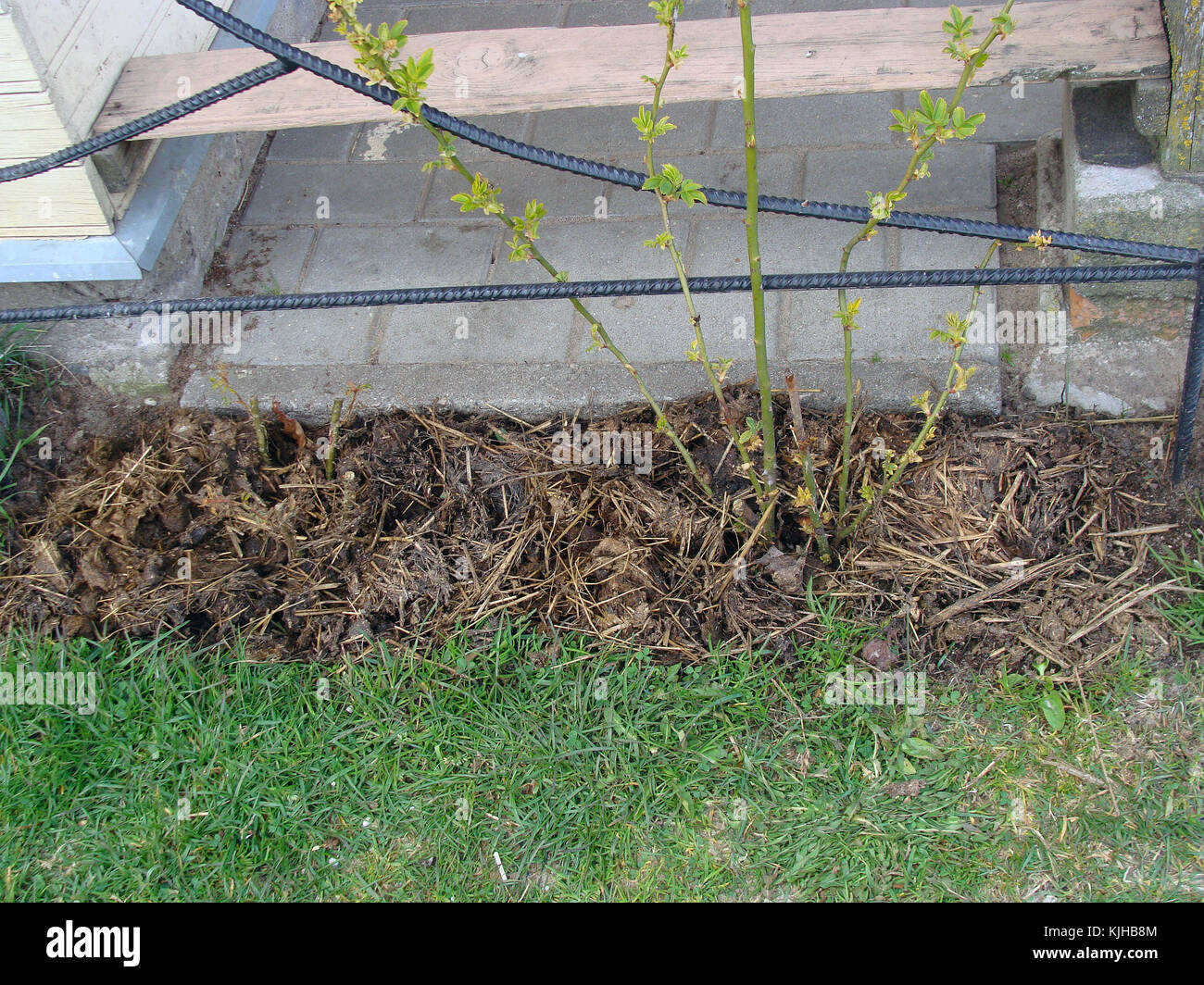 Plants of roses in flower bed mulched with farm animal manure Stock