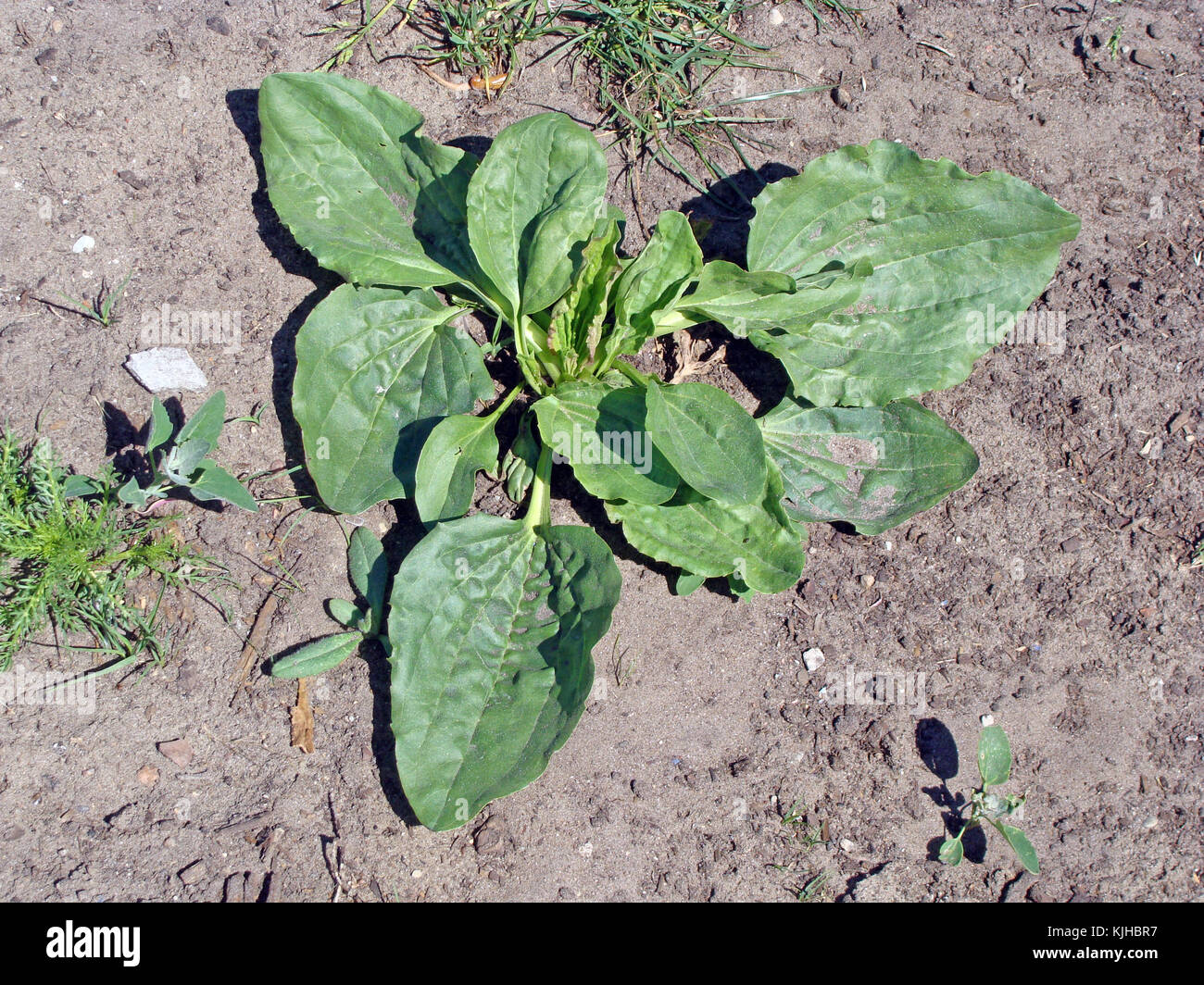 Greater plantain plant grows on road sandy soil close up Stock Photo