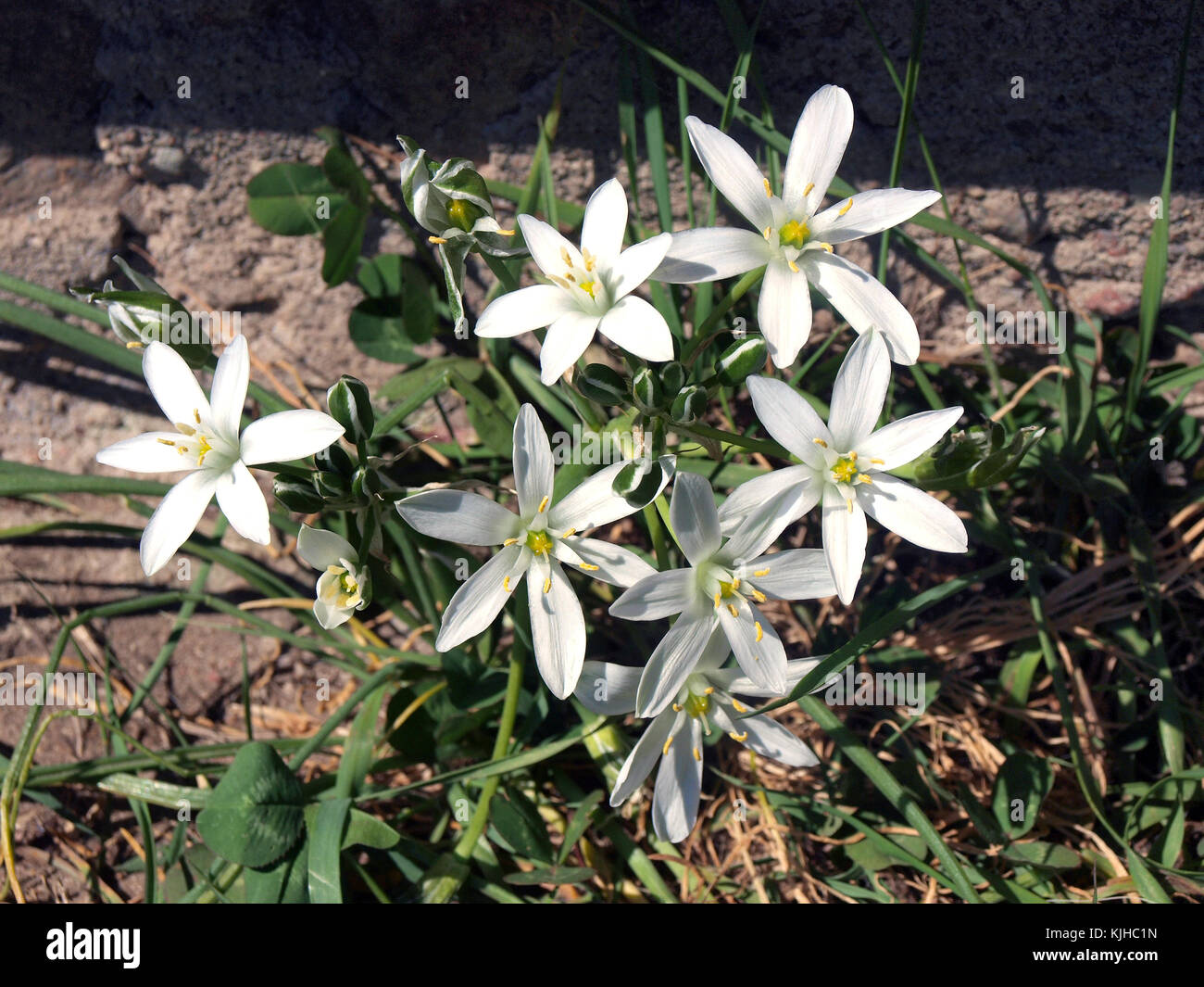 Small wild flowers with white petals as stars shape Stock Photo - Alamy
