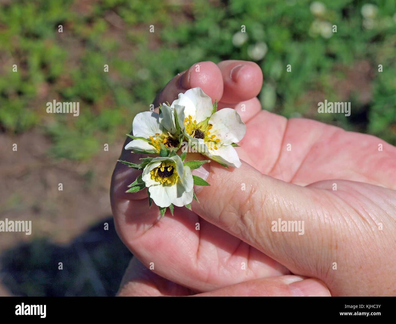 Strawberry blossoms damaged by frost with dead black stamens or