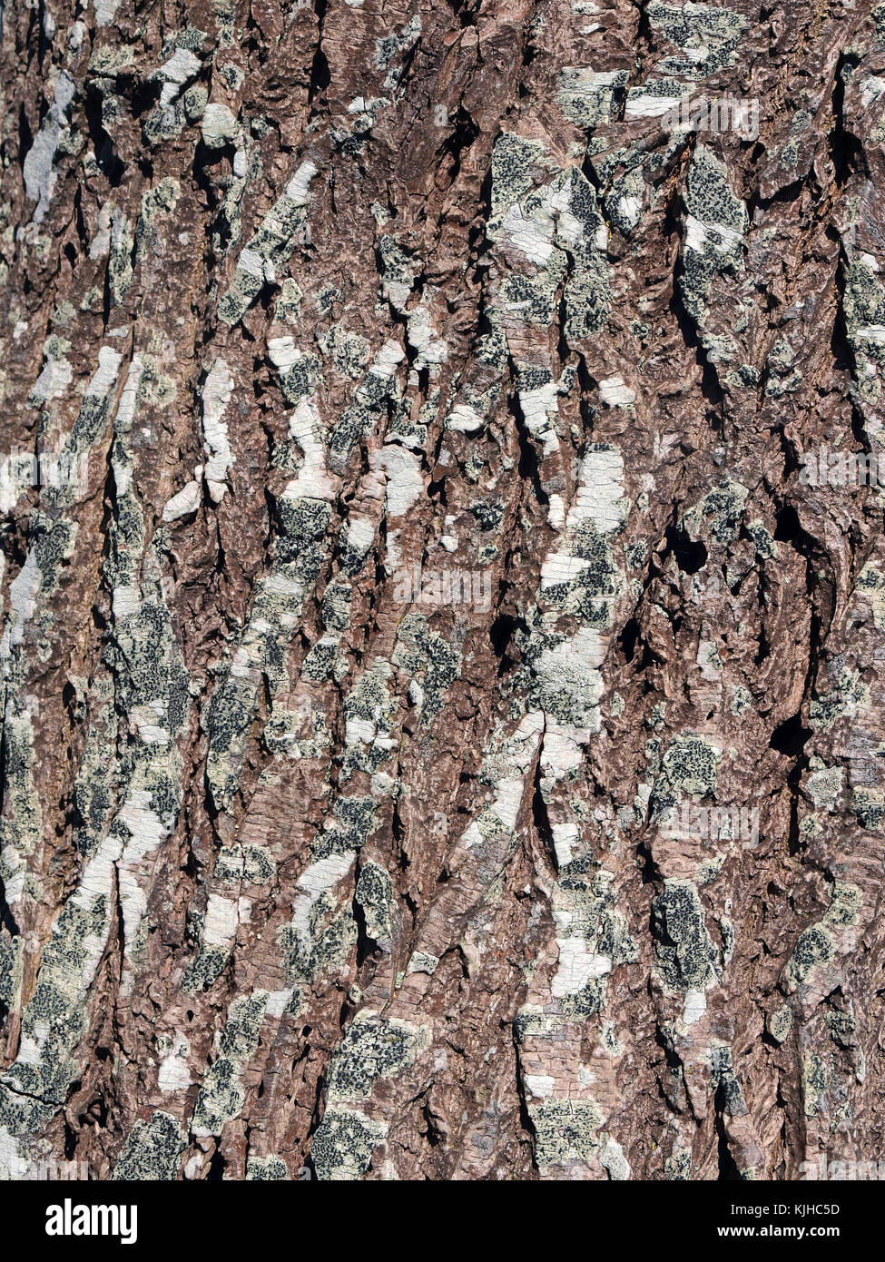 Alder tree bark surface texture close up as background Stock Photo Alamy