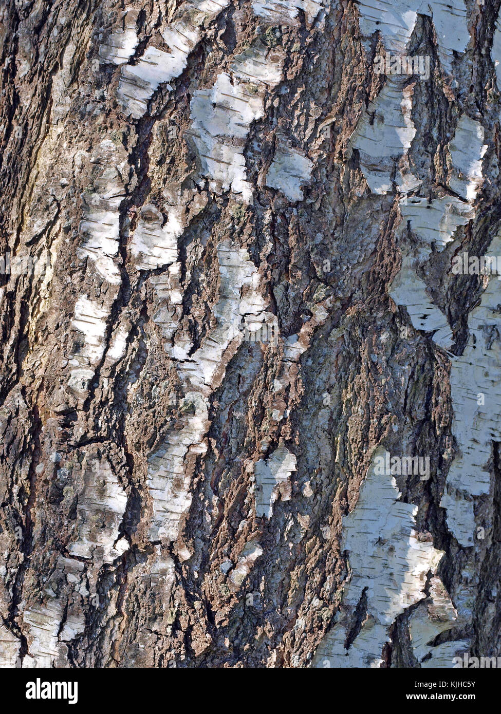 Birch tree bark surface texture close up as background Stock Photo - Alamy