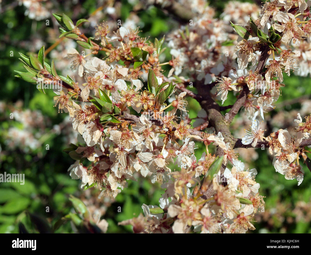Plum tree blossoms damaged by frost with dead dry stamens or pollinia