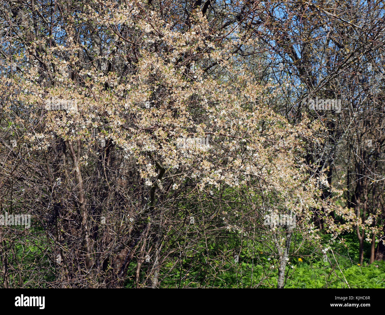 Plum tree in garden with blossoms damaged by frost with dead brown dry