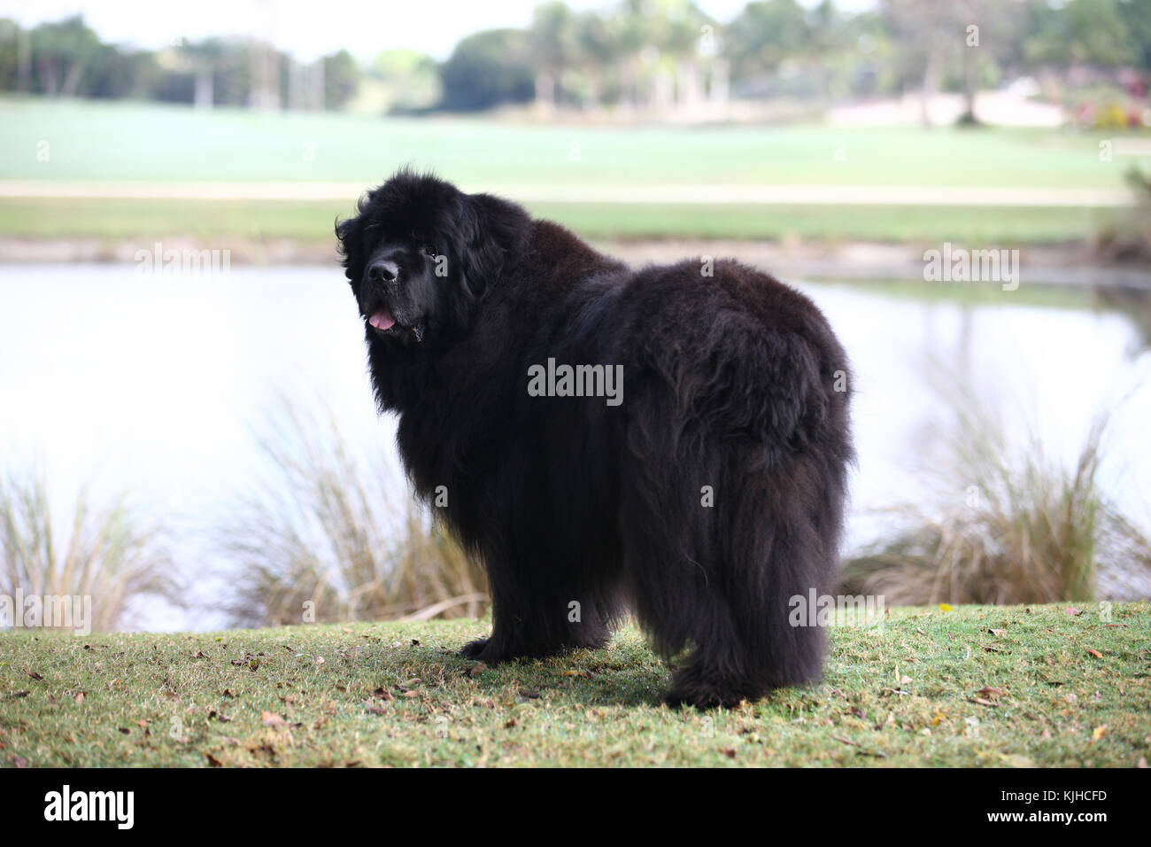 Newfoundland Newfie dog standing in front of pond looking back panting Stock Photo
