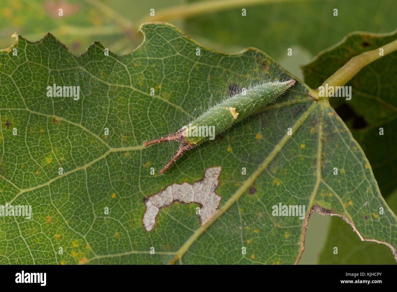 Kleiner Schillerfalter, Espen-Schillerfalter, Schillerfalter, Raupe frisst an Zitterpappel, Apatura ilia, Apatura barcina, Lesser Purple Emperor, cate Stock Photo