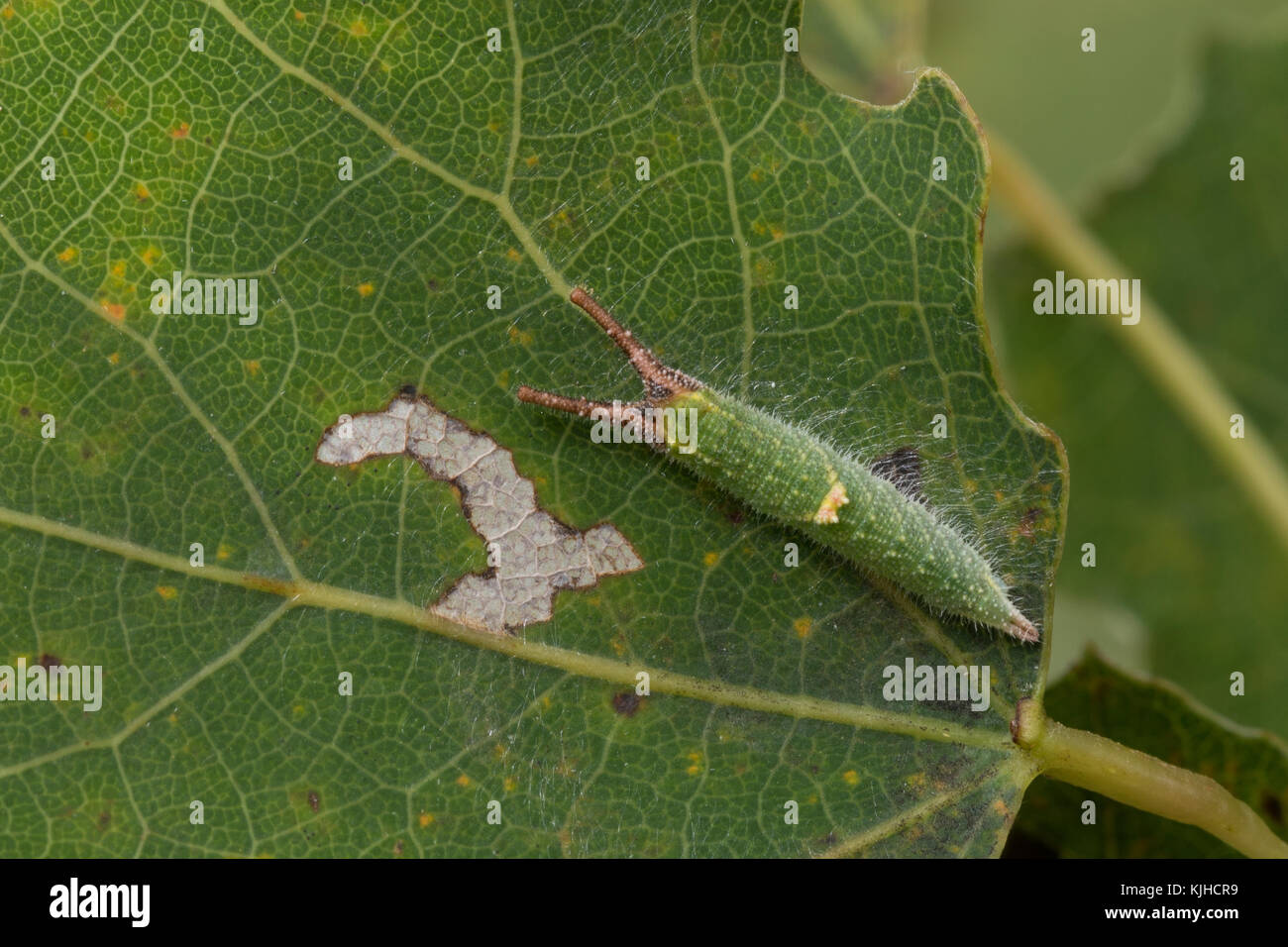 Kleiner Schillerfalter, Espen-Schillerfalter, Schillerfalter, Raupe frisst an Zitterpappel, Apatura ilia, Apatura barcina, Lesser Purple Emperor, cate Stock Photo