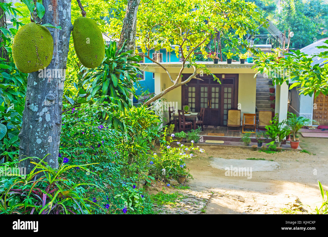 The tourist cottage with cozy summer terrace is hidden deep in tropic garden with jackfruit tree on the foreground, Ella, Sri Lanka. Stock Photo