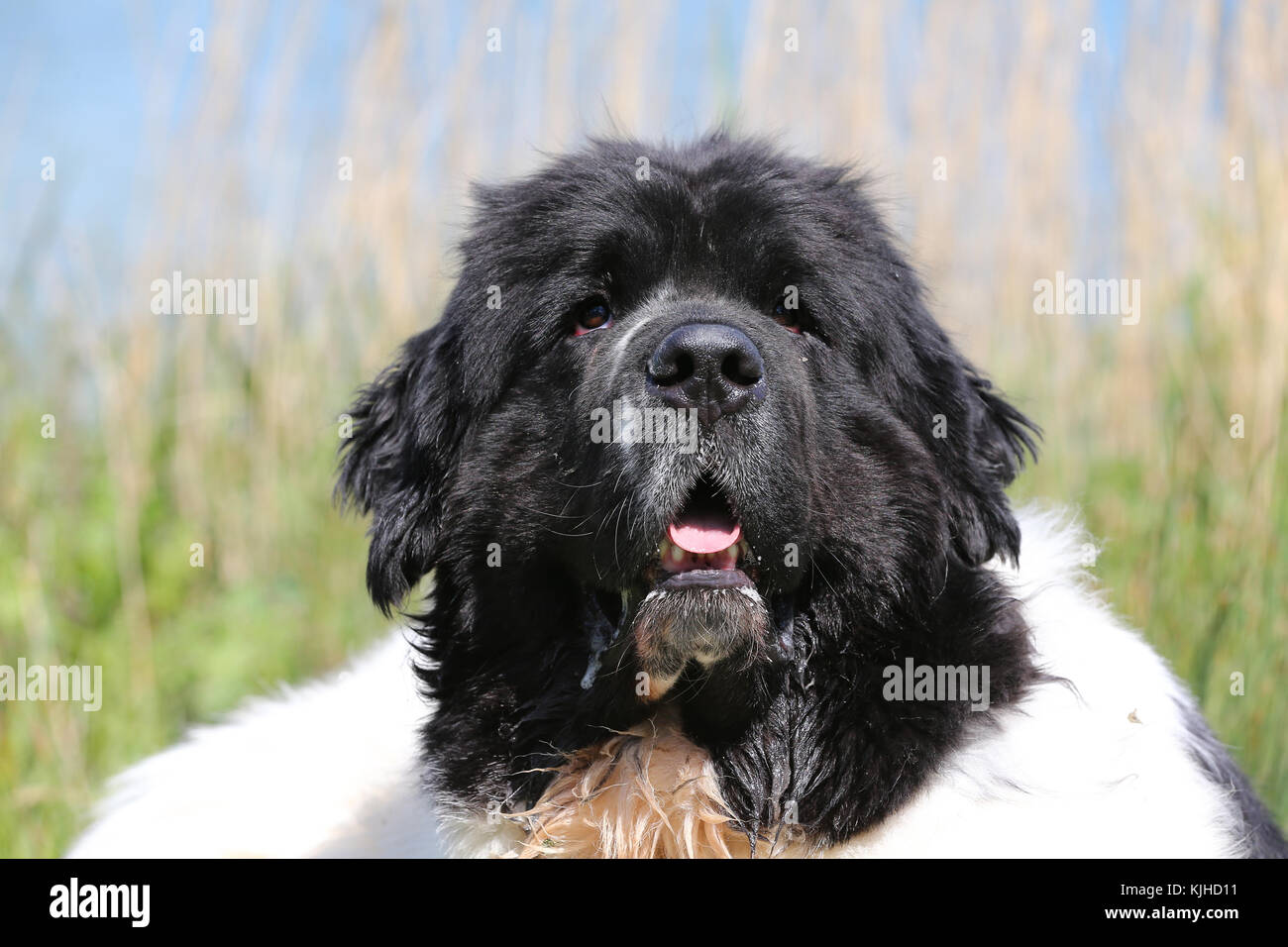 landseer newfie