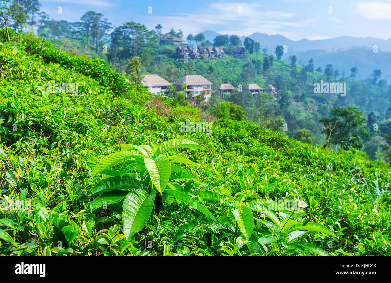 Ella is the center of agrotourism in Sri Lanka, local tourist estates