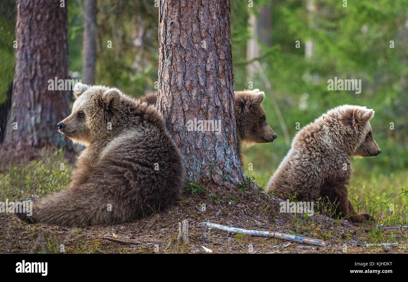 Cubs of Brown bear (Ursus Arctos Arctos) in the summer forest. Natural ...