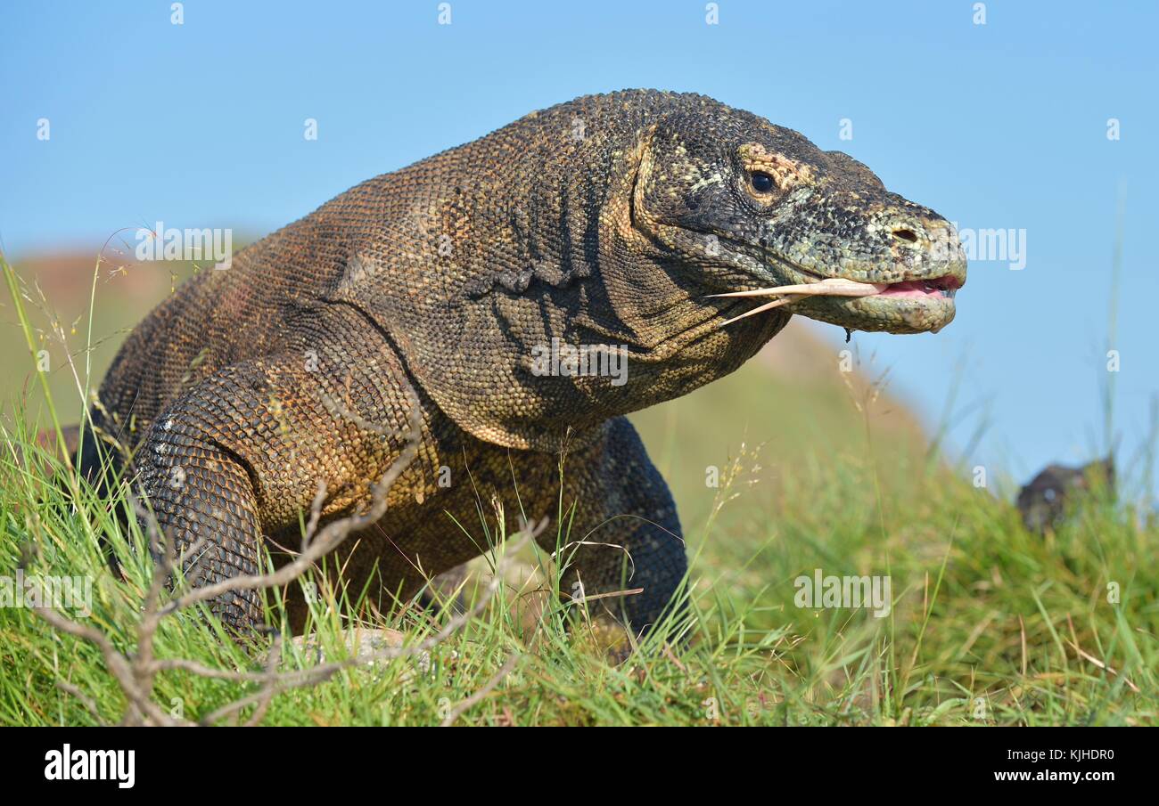 Komodo dragon ( Varanus komodoensis ) with the forked tongue sniff air ...