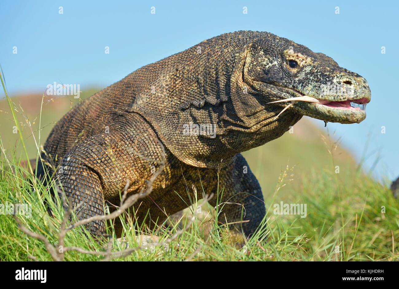 Komodo dragon ( Varanus komodoensis ) with the forked tongue sniff air ...