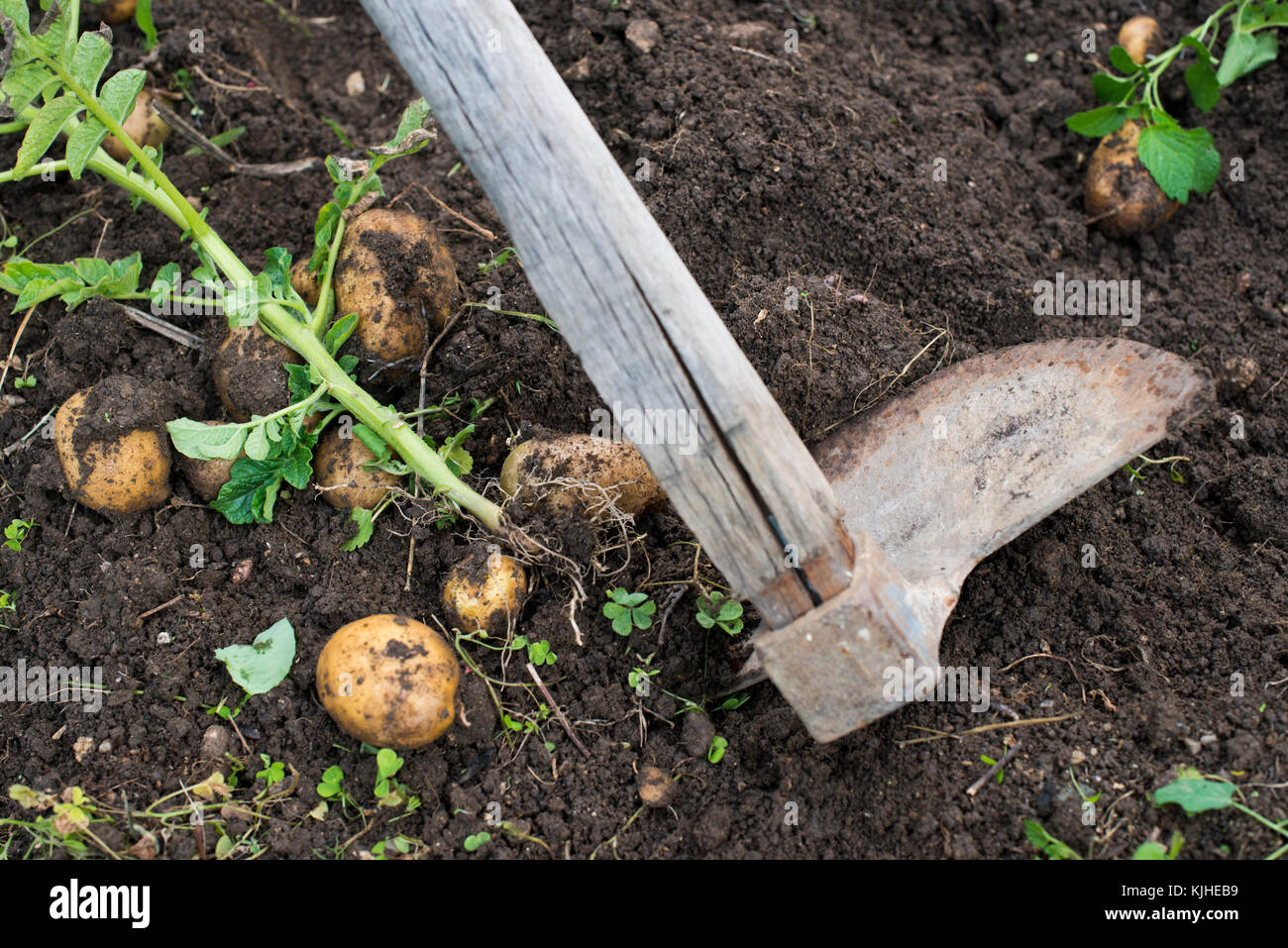 Digging of ripe potatoes. Harvest potatoes in home garden Stock Photo ...