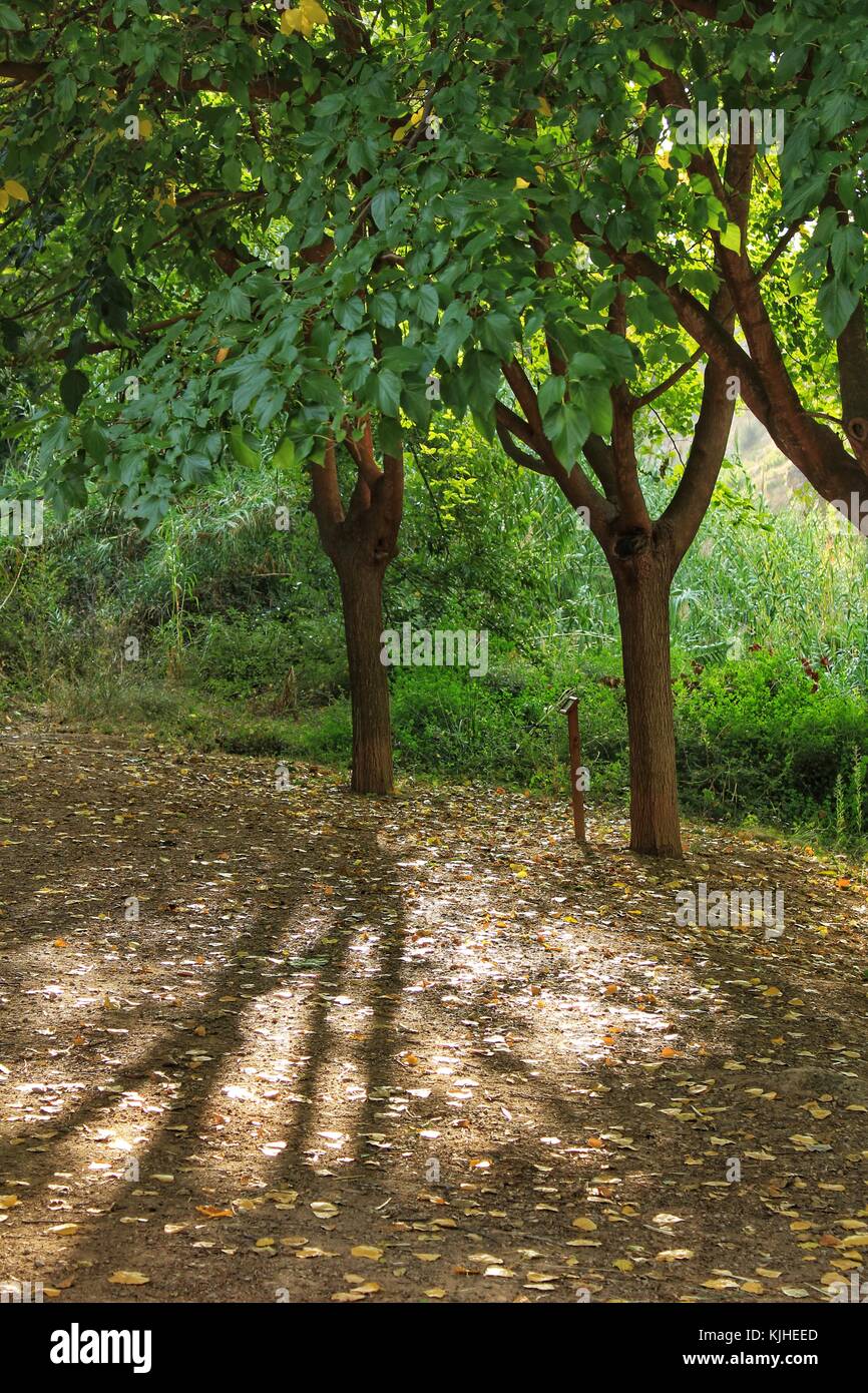 Leafy forest and morning sunlight Stock Photo