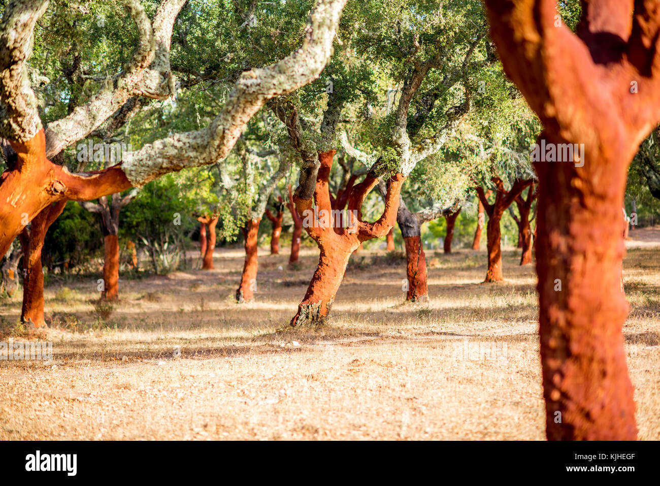 Cork oak trees in Portugal Stock Photo Alamy