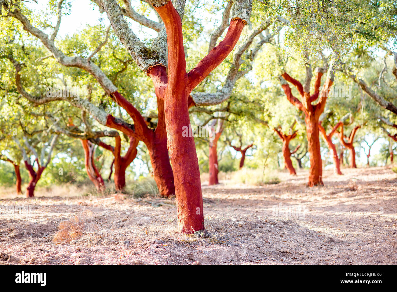 Cork oak trees in Portugal Stock Photo Alamy