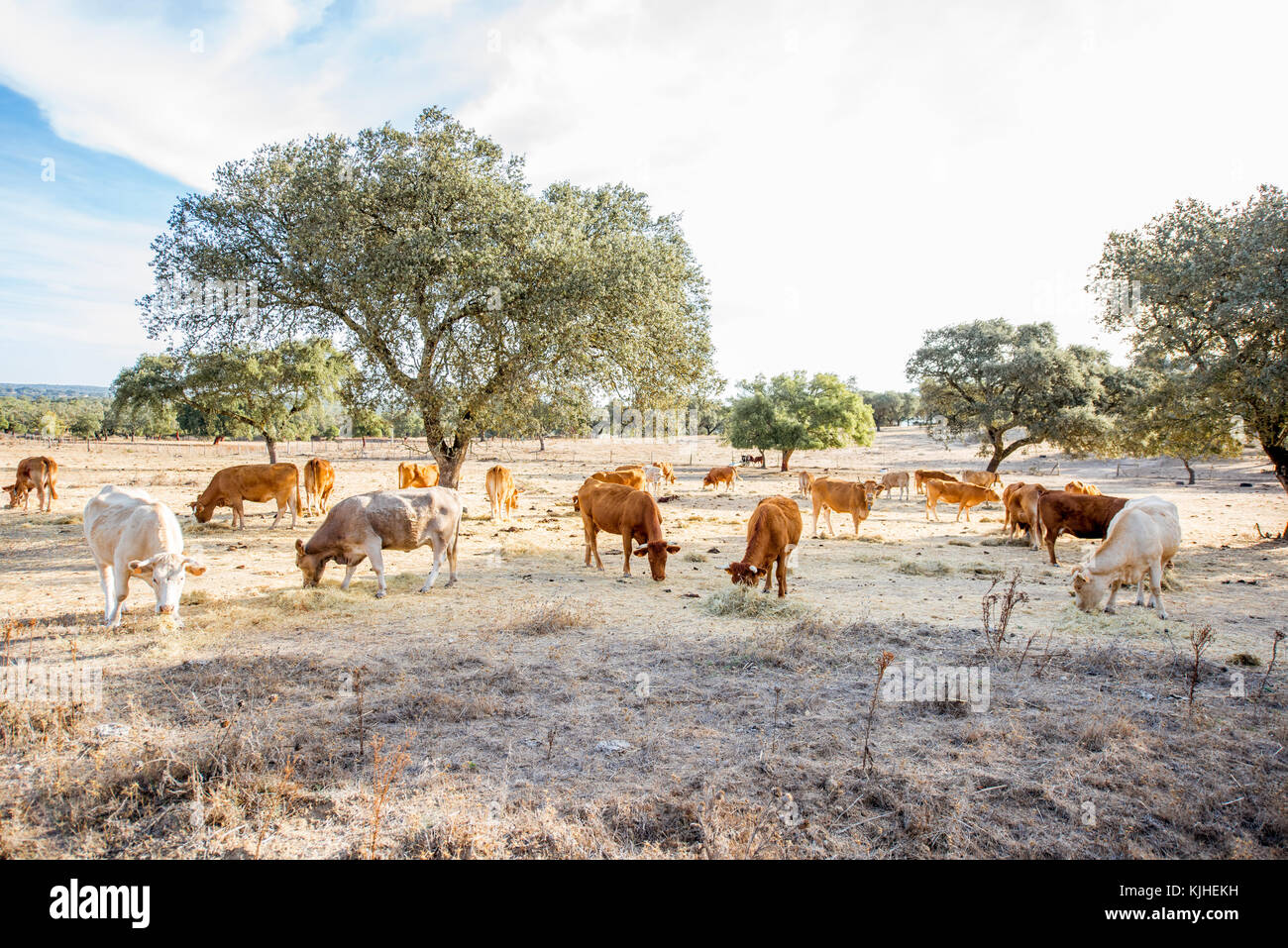 Cows grazing on the beautiful meadow Stock Photo - Alamy