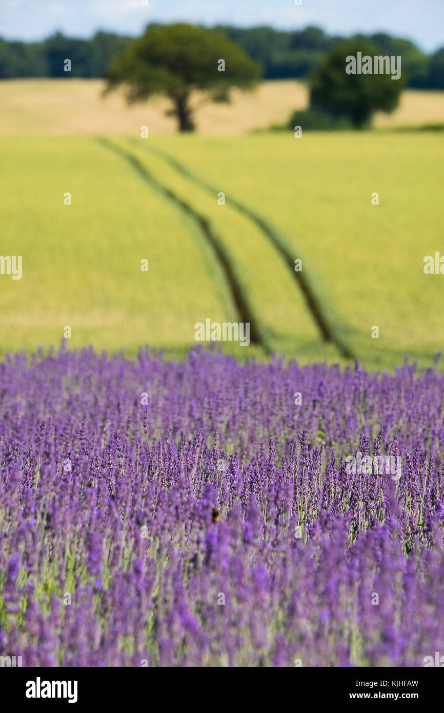 Lavender growing next to a wheat field at Shropshire Lavender