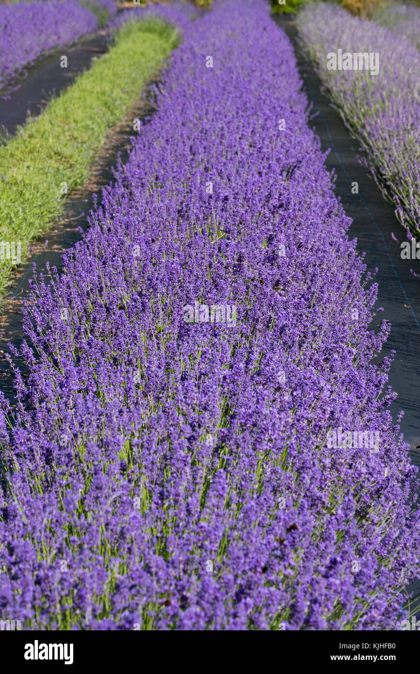 A row of lavender growing at Shropshire Lavender farm, Pickstock, Shropshire, England, UK Stock Photo