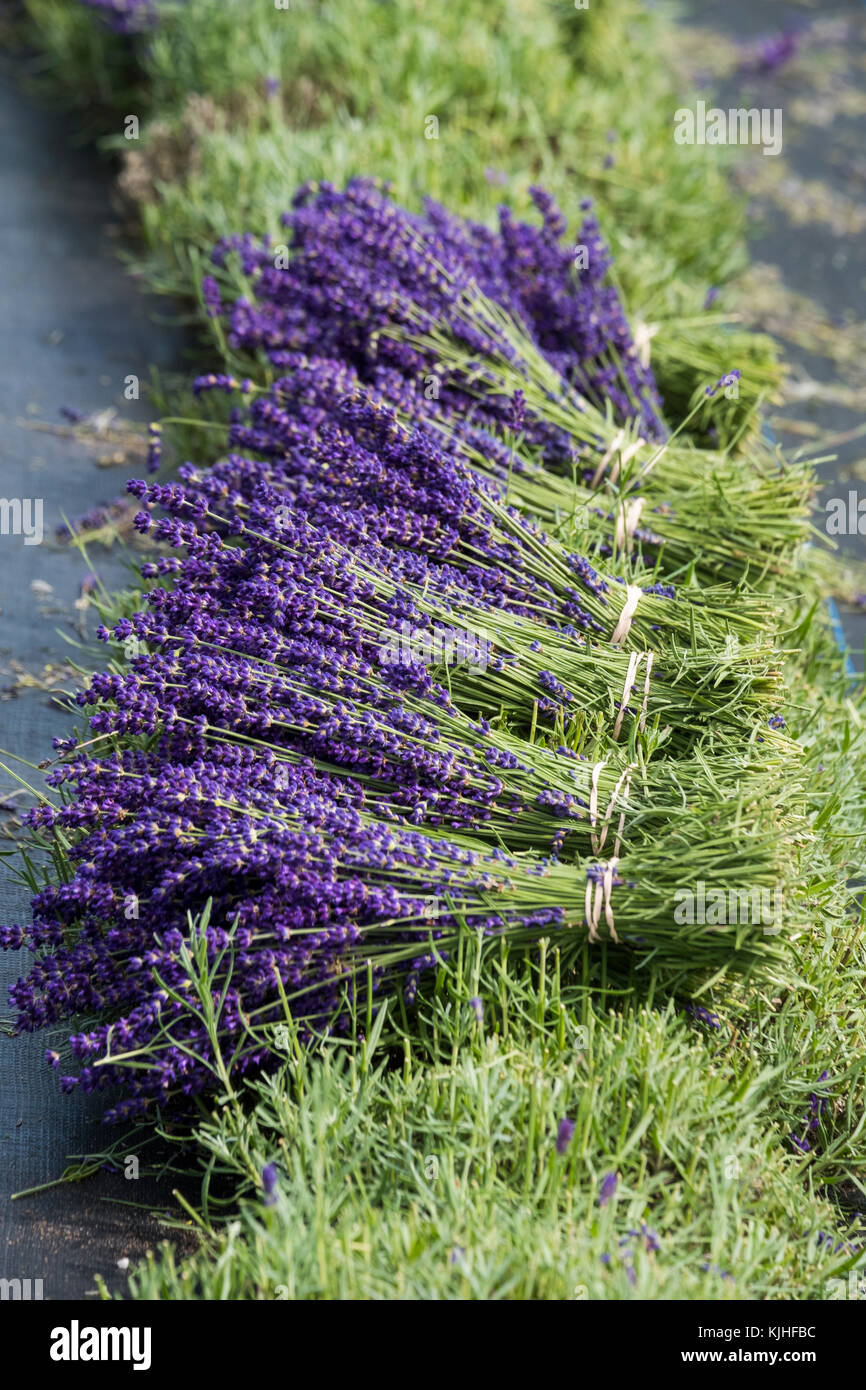 Bunches of freshly picked lavender at Shropshire Lavender, Pickstock
