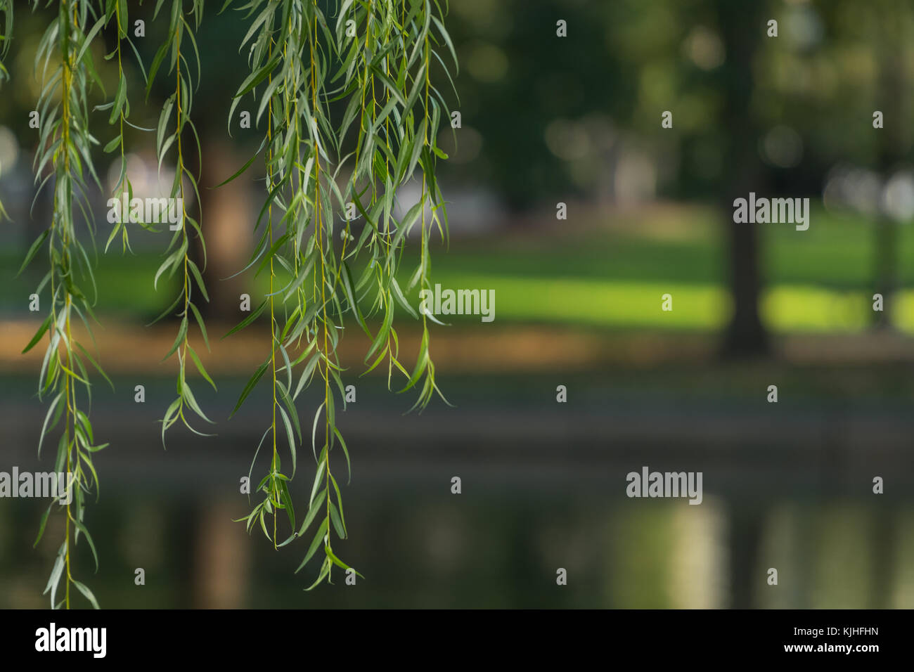Weeping Willow Branches with copy space to right Stock Photo - Alamy