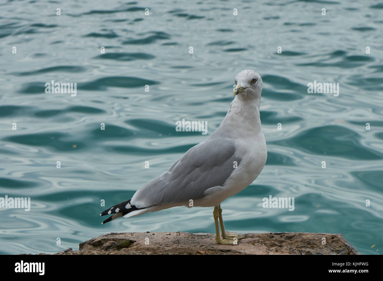 close-up profile view gray and white seagull with black and white patterned tail feathers,  perched on rock with blue-green water in background Stock Photo