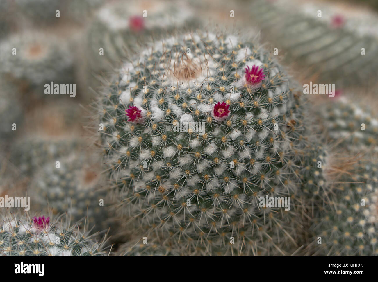 focus on foreground  of small spherical cactus plant with pink flowers and garden in background Stock Photo