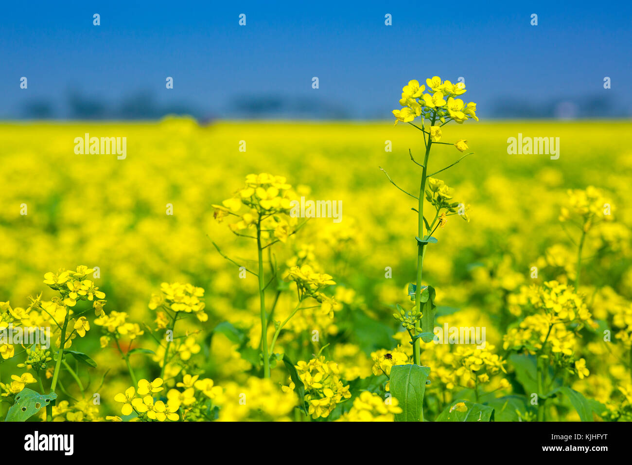 Mustard flower field is full blooming Stock Photo Alamy