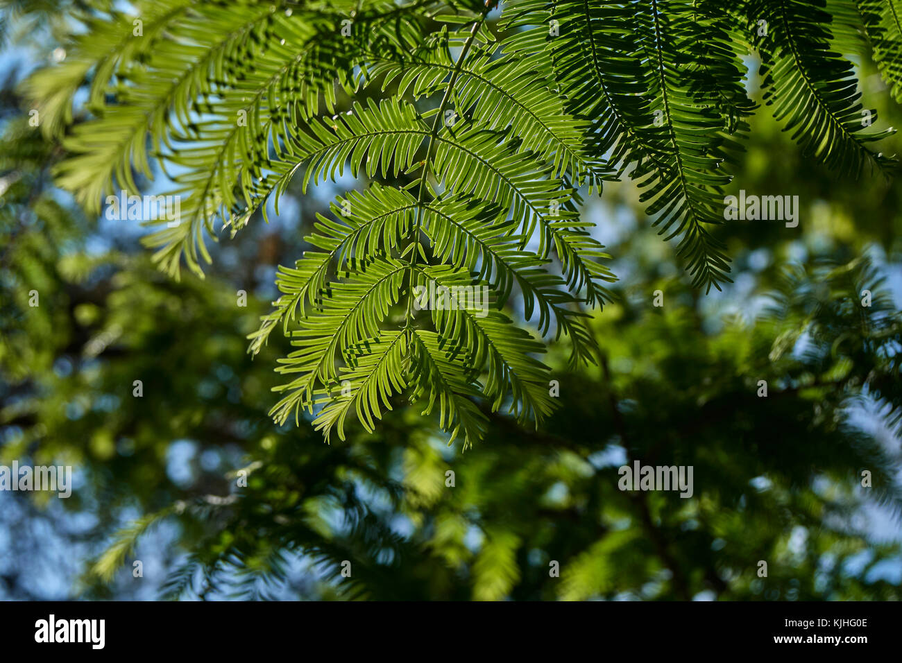 close-up of branches, looking up through evergreen leaves with blue sky in background Stock Photo