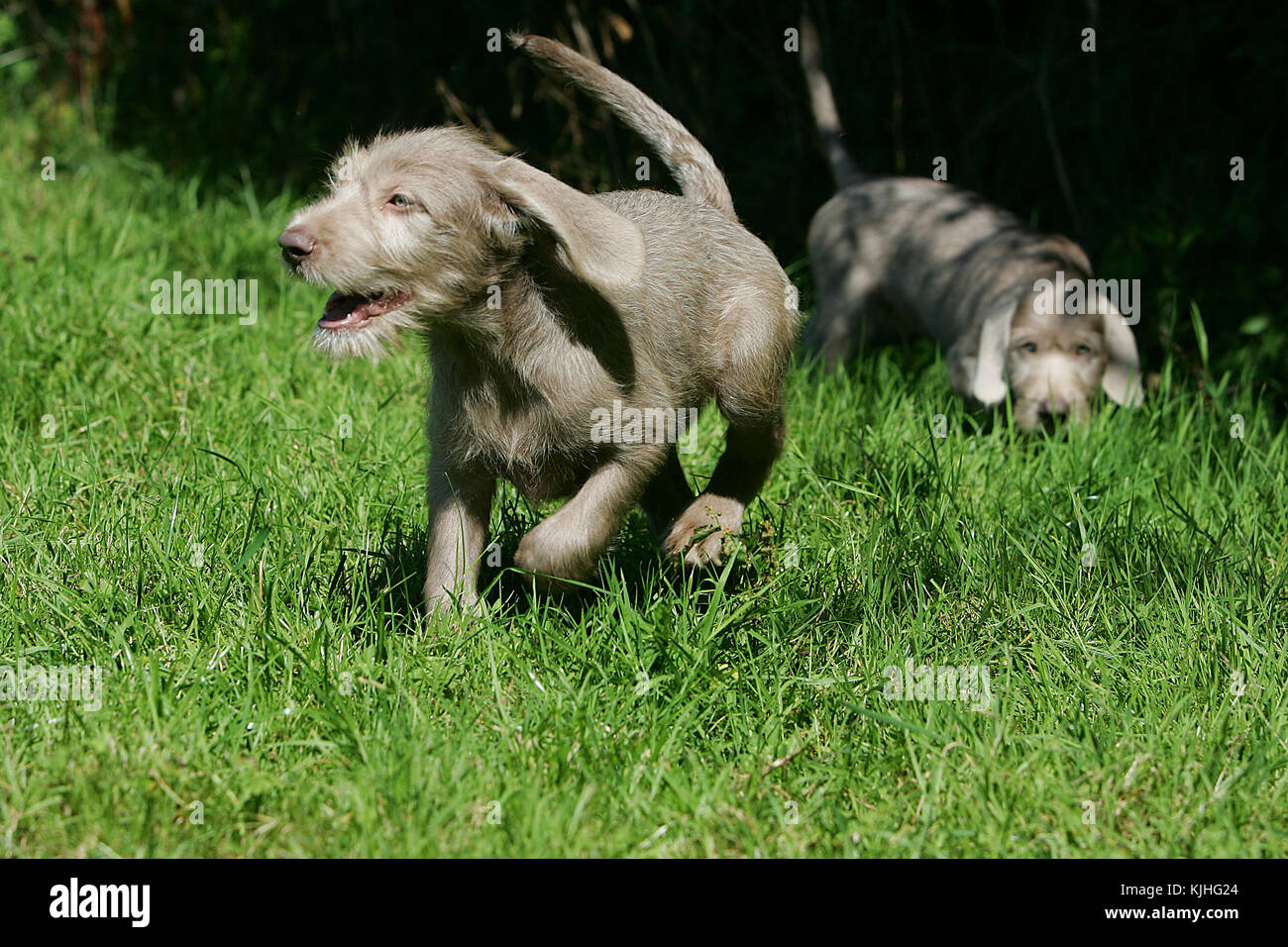 Pointer Slovakian Rough Haired Slovakian Wirehaired Pointer Stock Photo Alamy