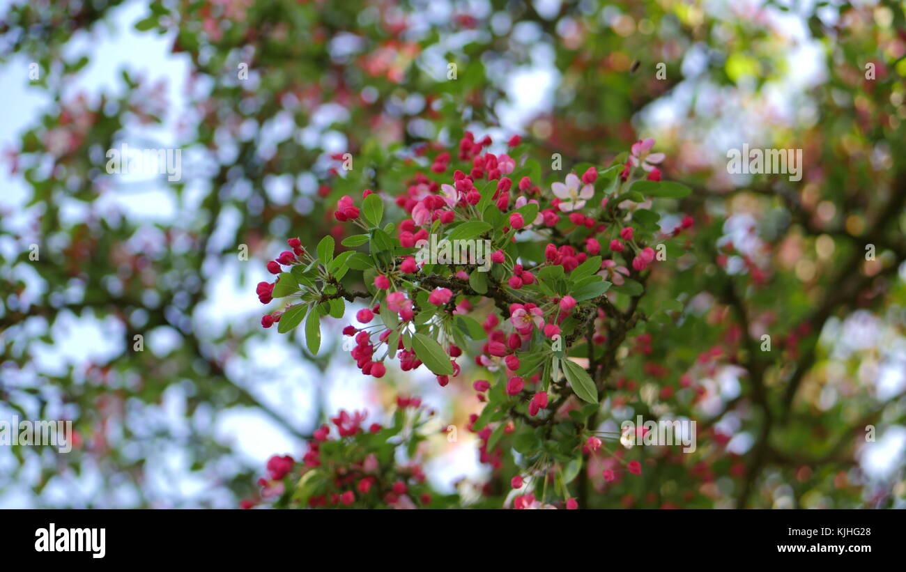 purple and pink blossoms in springtime Stock Photo