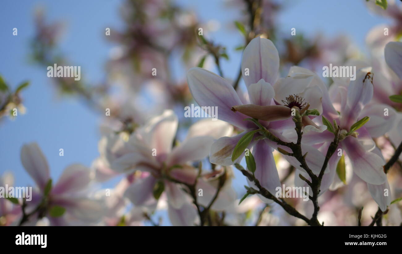 Pink cherry blossoms growing hi-res stock photography and images - Alamy