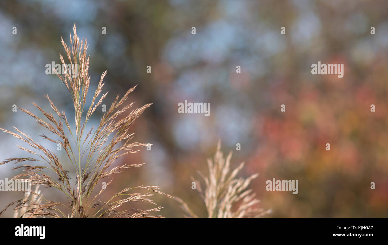 Reed canarygrass on margin of a lake Stock Photo