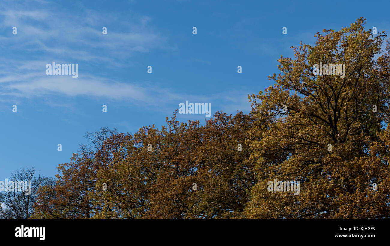 autumn sky with colored trees Stock Photo - Alamy