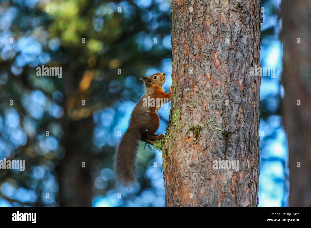 Red Squirrel on Caledonian Pine Stock Photo Alamy
