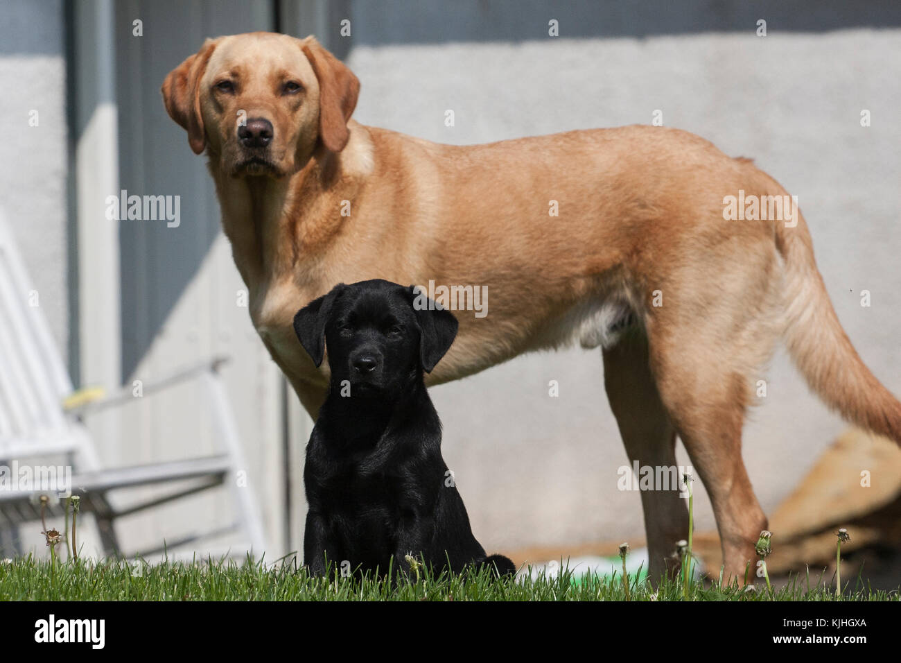 Adult Yellow Labrador And Puppy Black Labrador Togehter Stock Photo Alamy