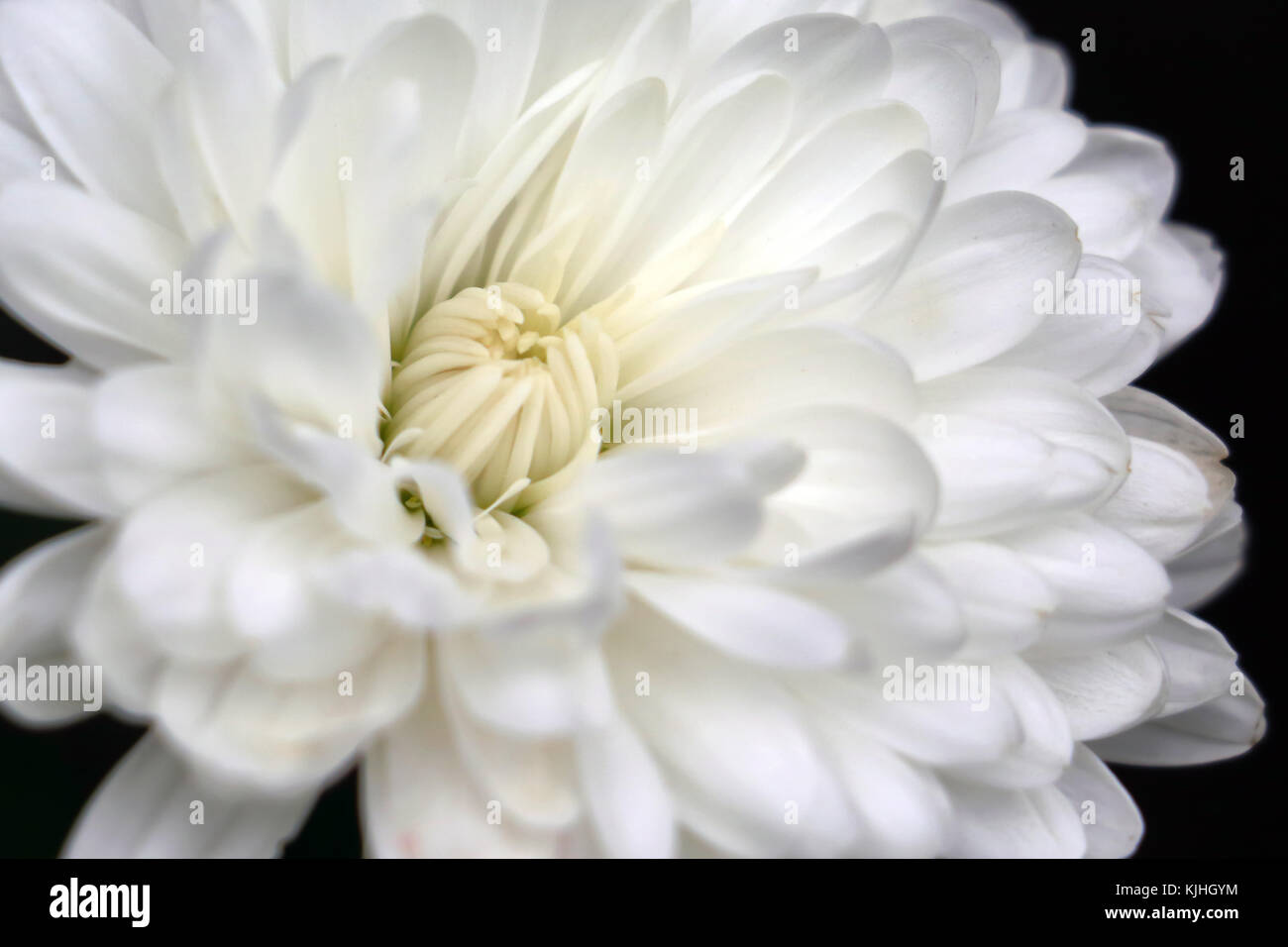 White Chrysanthemum close up Stock Photo - Alamy