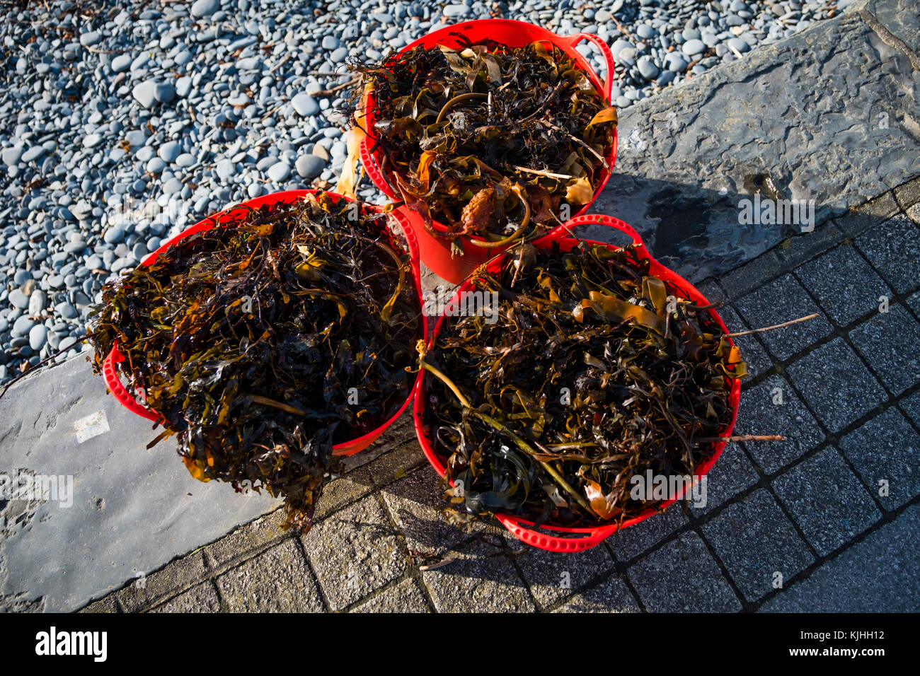 Tubs of fresh Seaweed collected off the beach to be used as an over