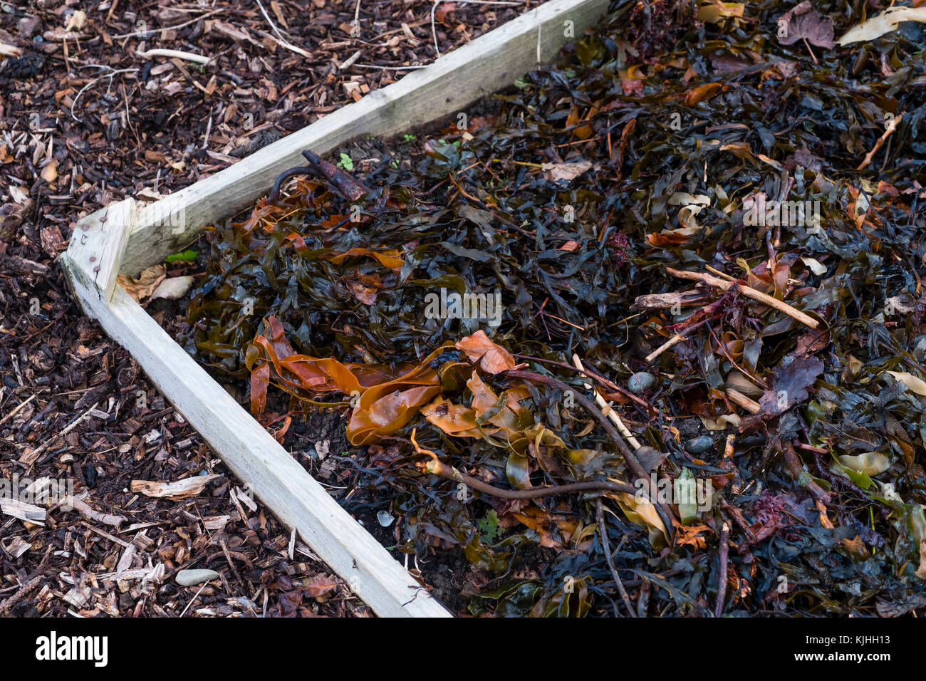 Seaweed collected off the beach used as an overwinter mulch and soil