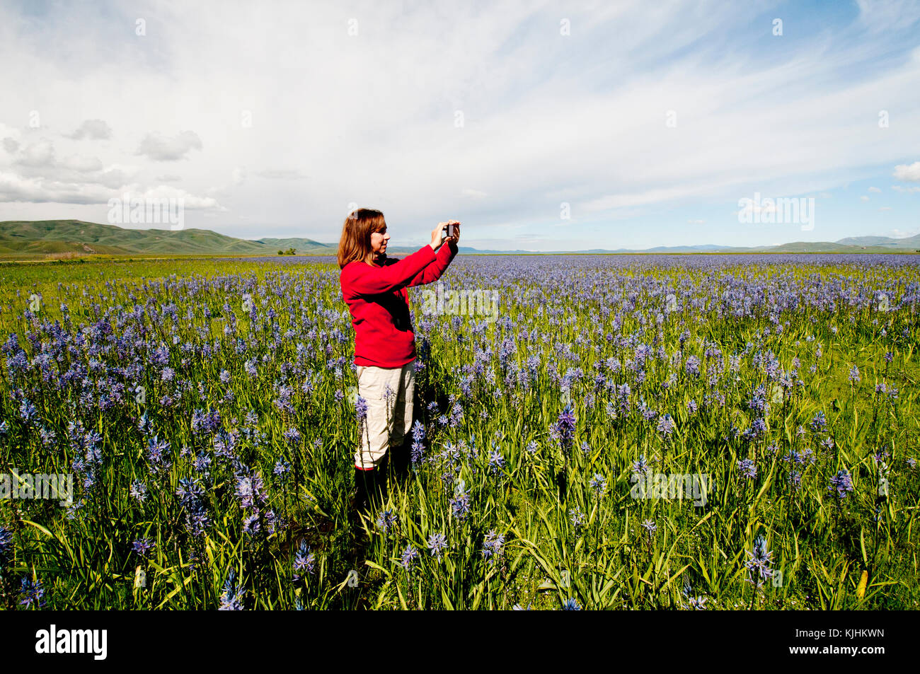 Woman photographing camas meadow with a smartphone at Centennial Marsh Idaho Stock Photo