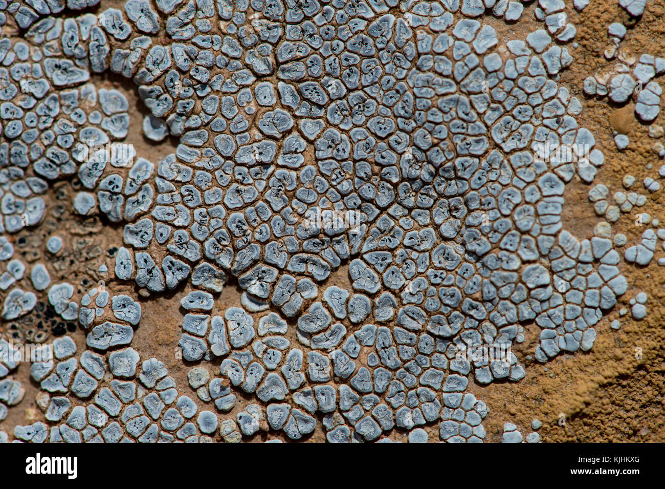 Cracked lichen (Acarospora glaucocarpa); central Utah near the San Rafael Swell Stock Photo
