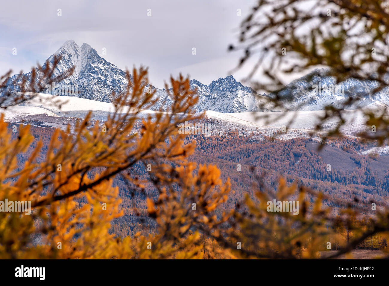 A picturesque autumn view on golden trees and mountains covered with forest and snow through larch branches against the background of a cloudy sky Stock Photo