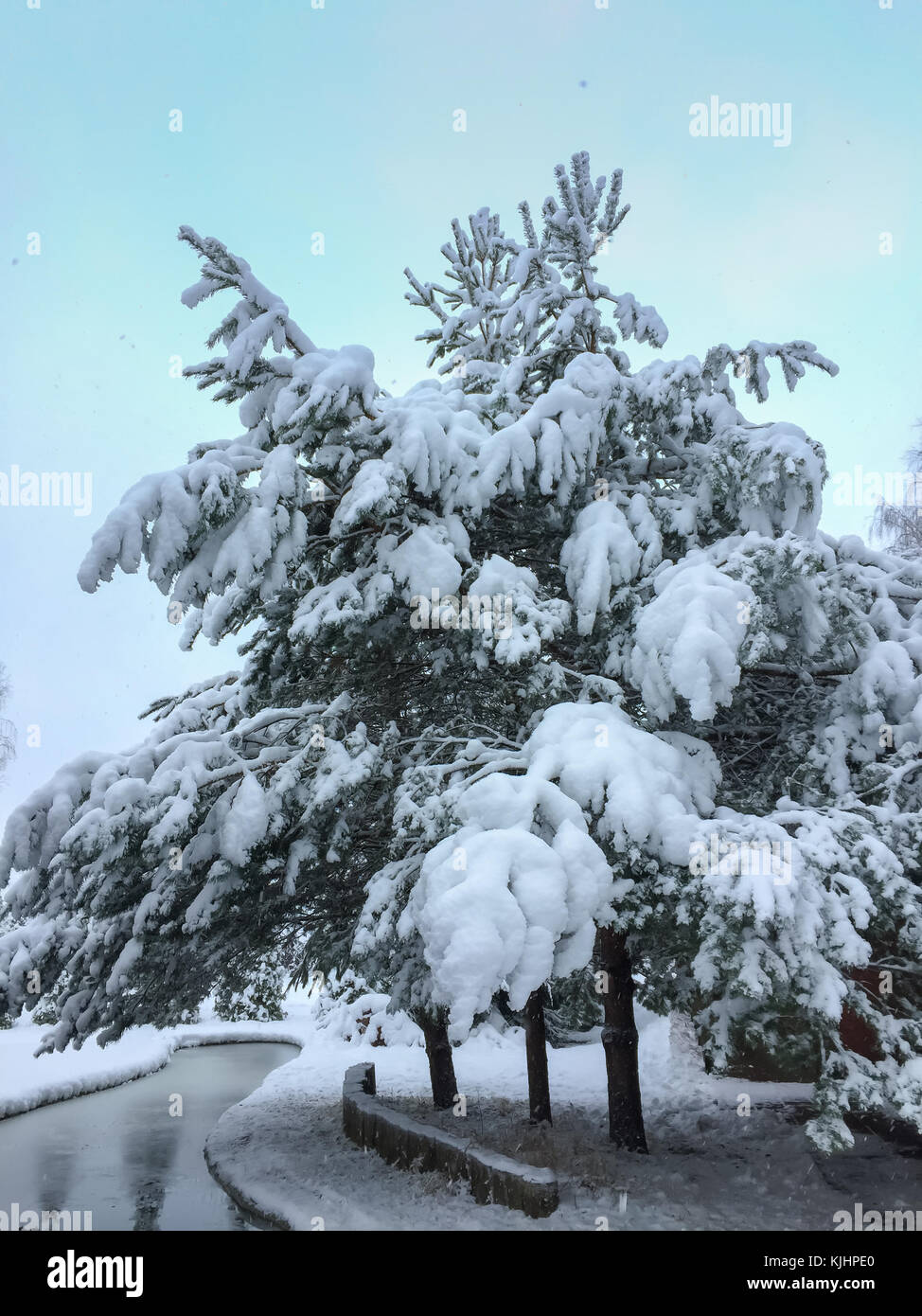Magical winter landscape in a park with a pond and pines covered with ...