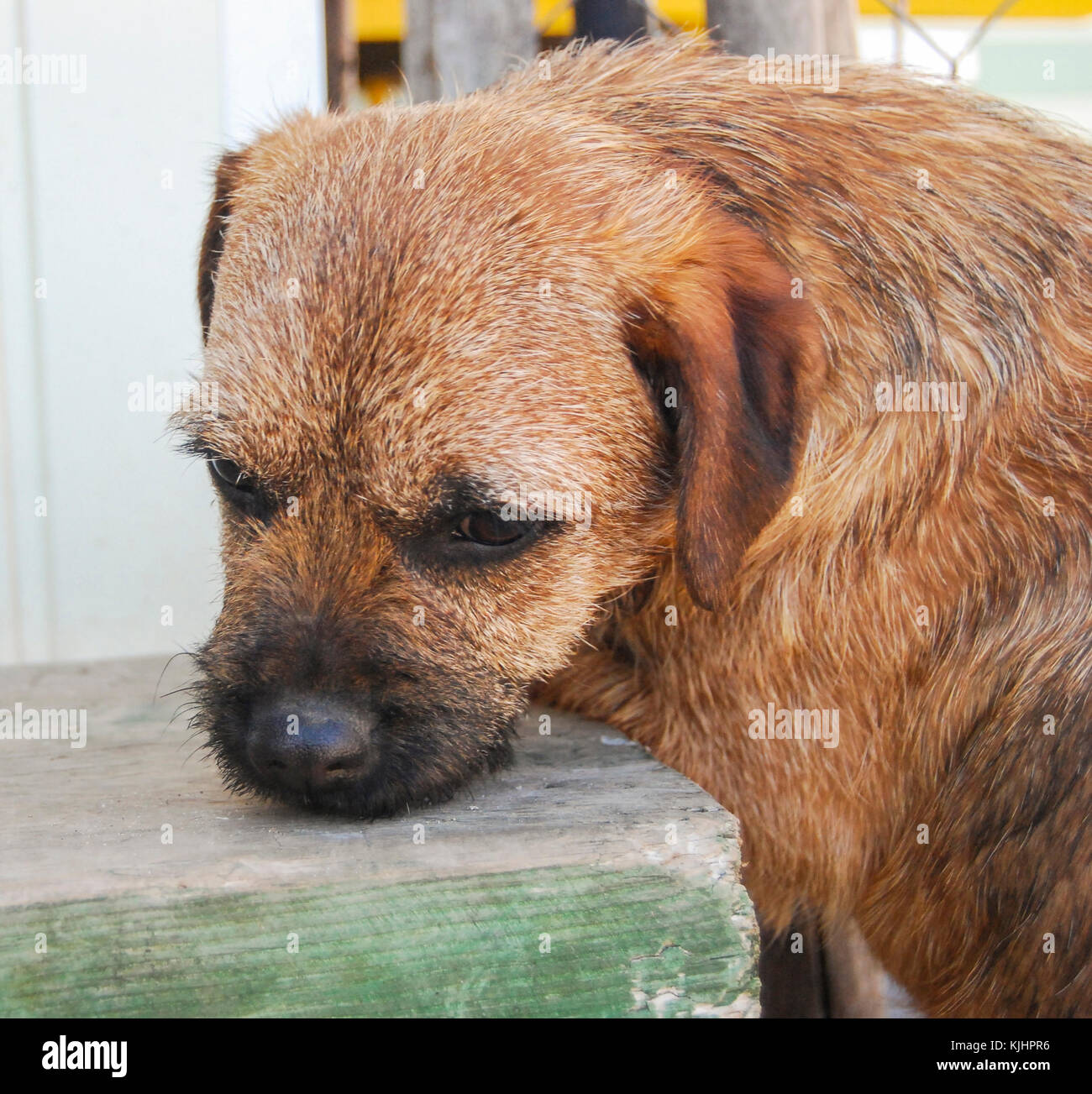 A dog of the Border Terrier breed sniffs a green bench. Close-up portrait. Stock Photo