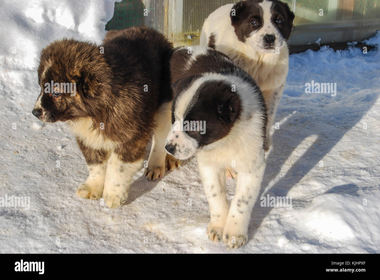 Three small puppies of the Central Asian Sheepdog in winter on snow Stock Photo
