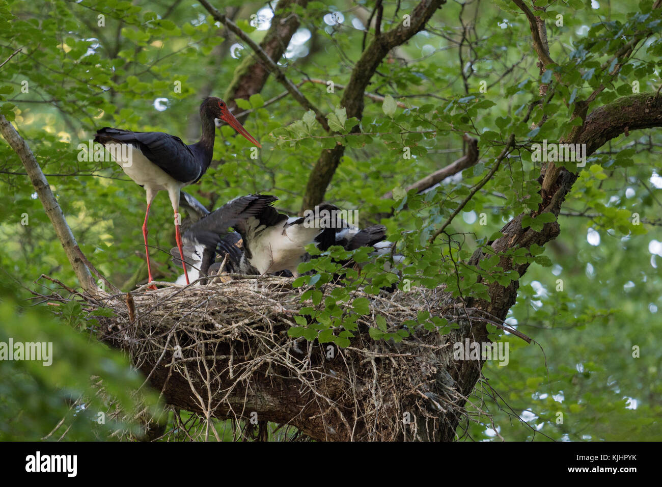Black Stork / Storks (Ciconia nigra) at their nesting site, adult feeding its chicks, high up in a huge old beech tree, hidden, secretive,  Europe. Stock Photo