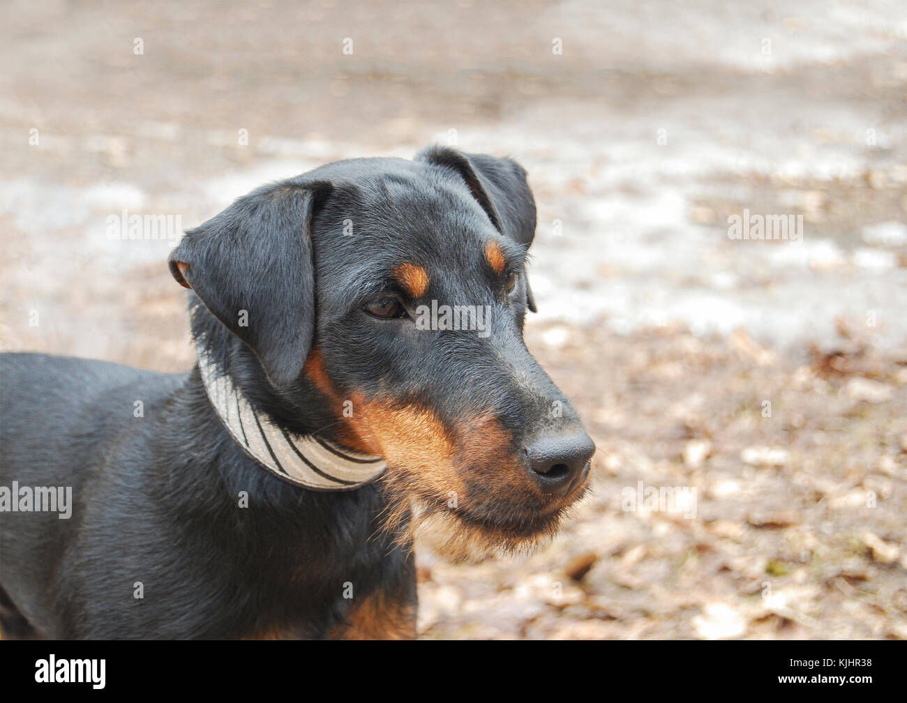 A dog of the breed of a German hunting terrier looks closely into the distance. Close-up portrait. Stock Photo