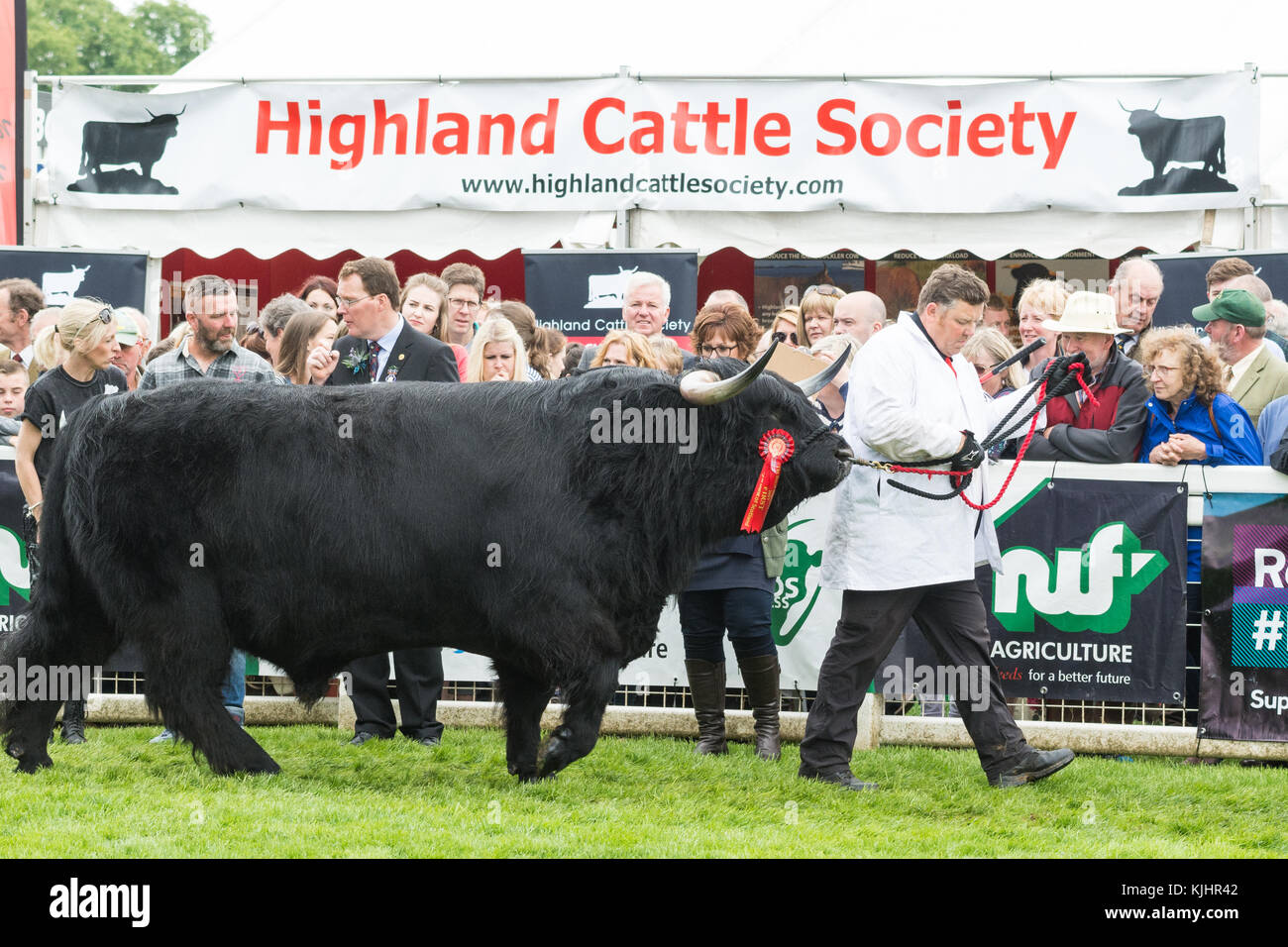 HM the Queen's Prionnsa Dubh of Craigowmill, a six year old black bull winning the male championship and reserve overall at the Royal Highland Show Stock Photo