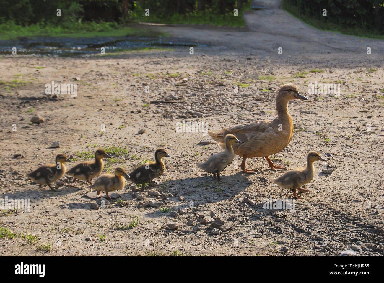 Ducklings on straw hi-res stock photography and images - Alamy